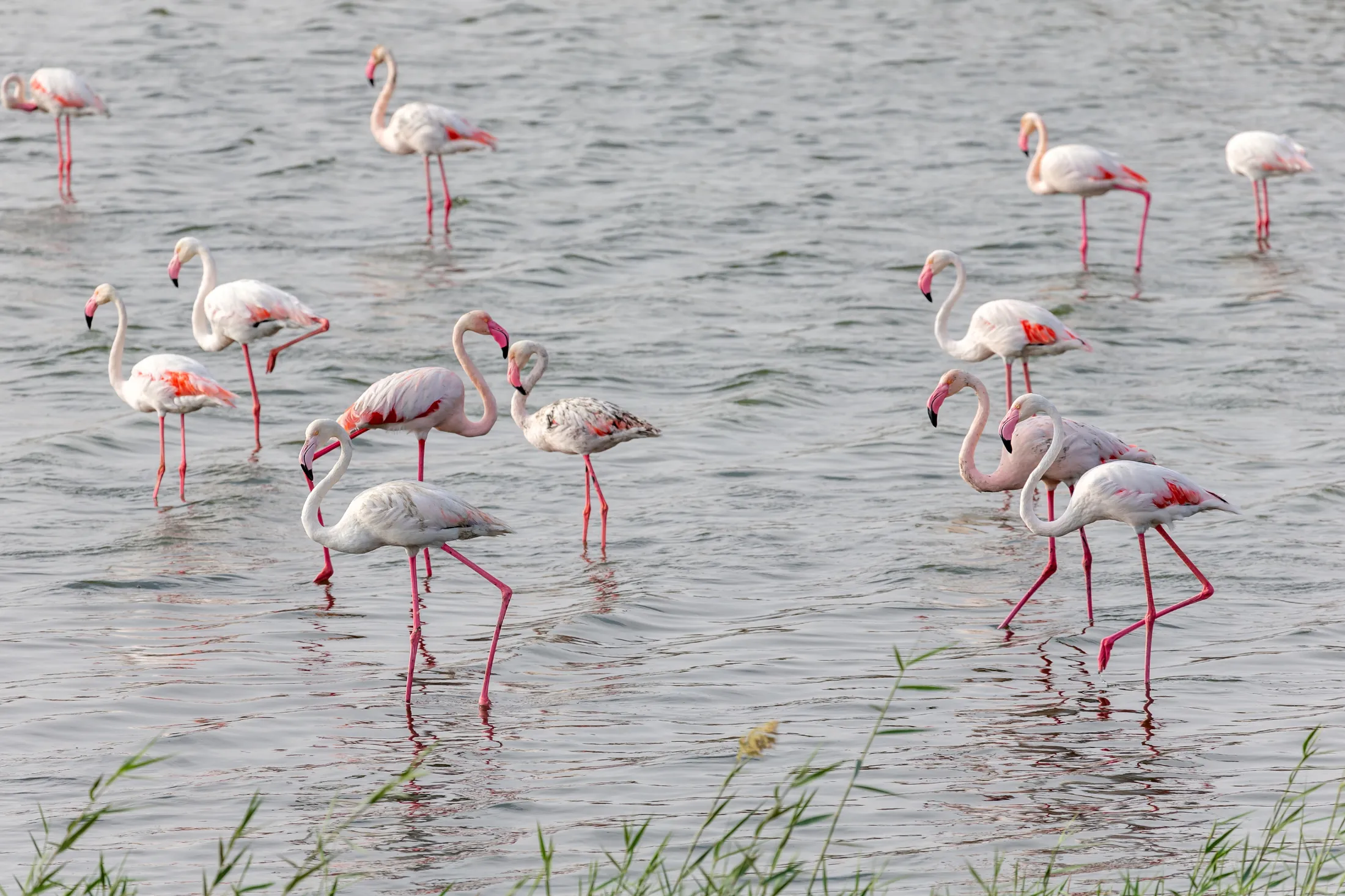 Flamingos in Al Wathba Wetlands.