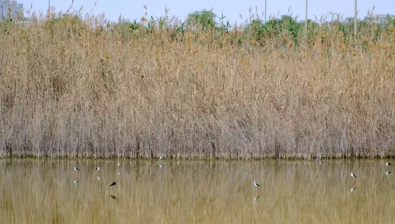 Al Wathba Water Reserve and its birds