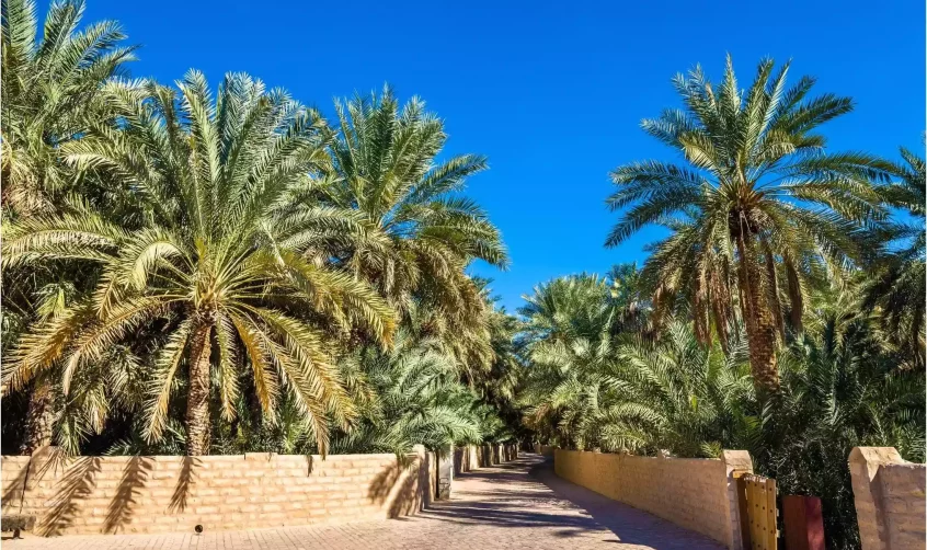 Al Ain Oasis in Abu Dhabi