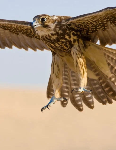 A falcon in mid-flight