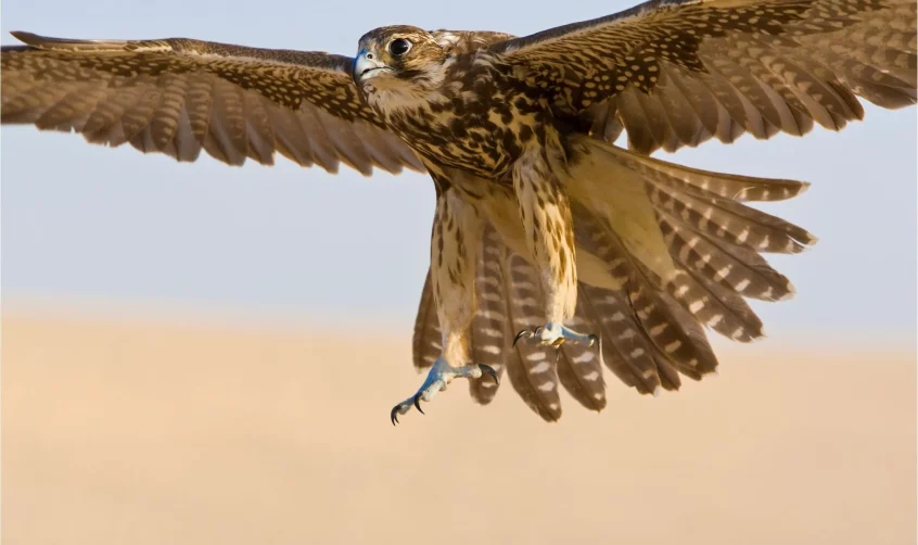 A falcon in mid-flight