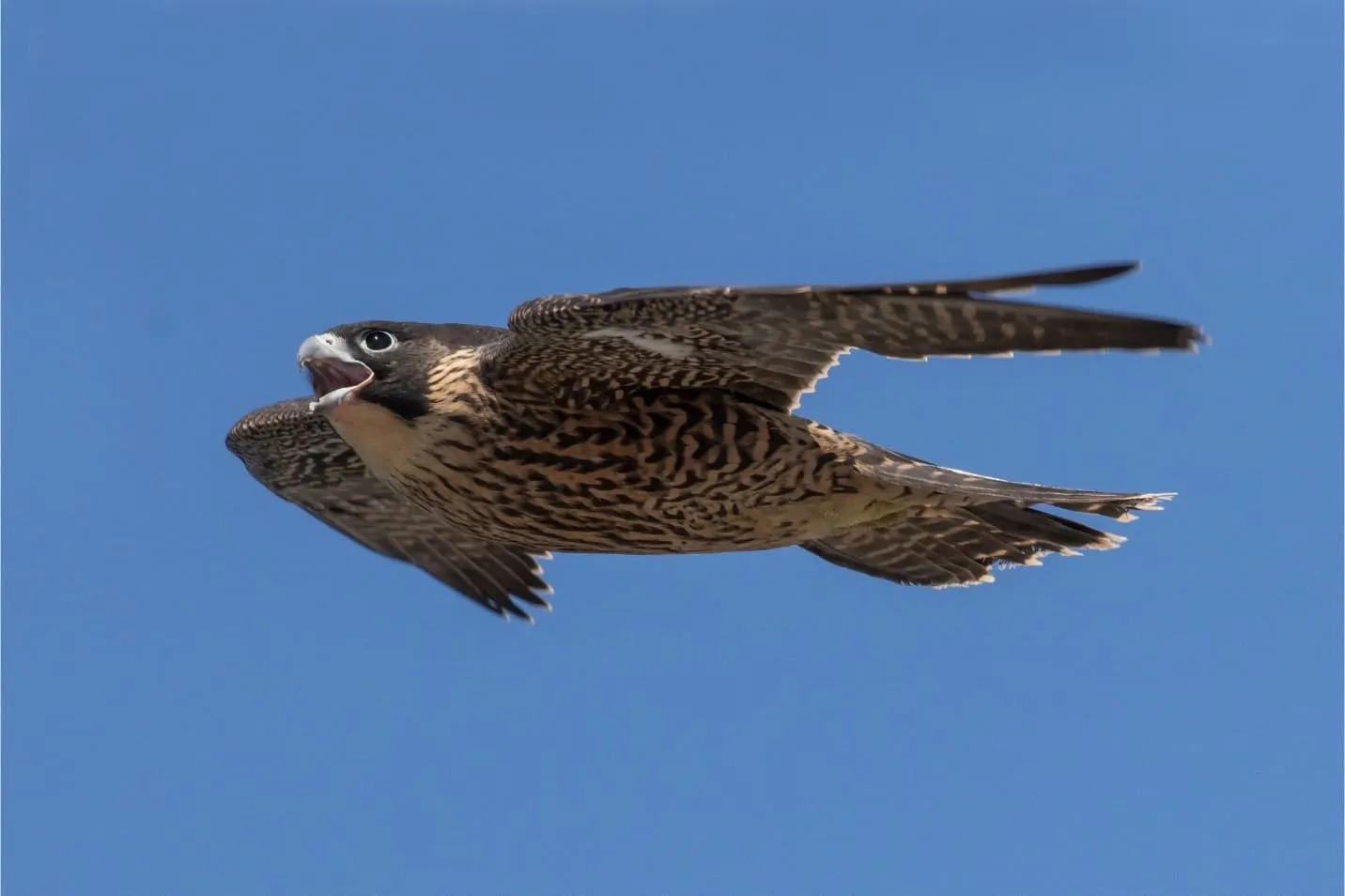 A Peregrine falcon flying