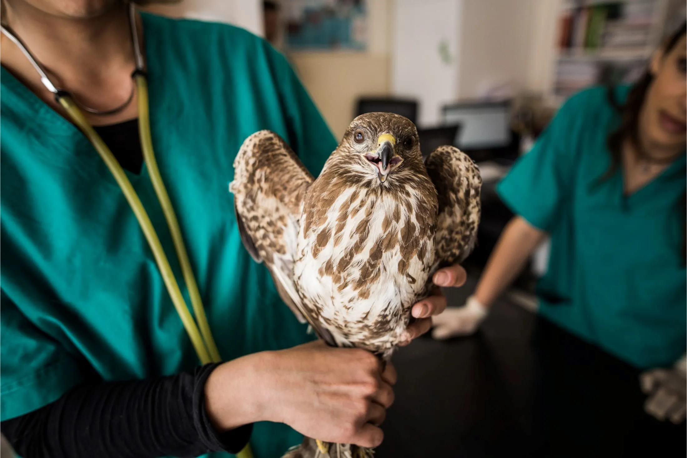 Veterinarians taking care of a falcon