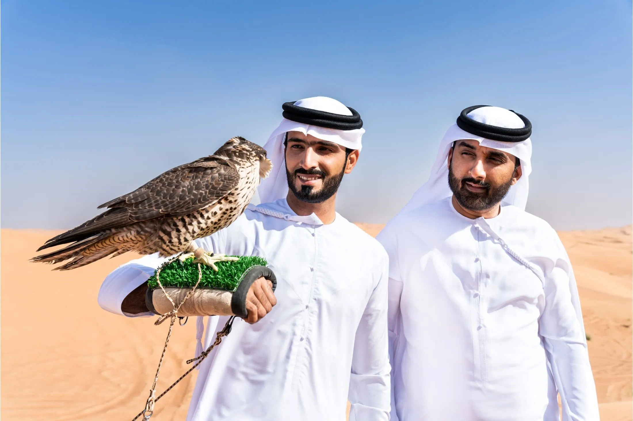 Pet falcon in UAE