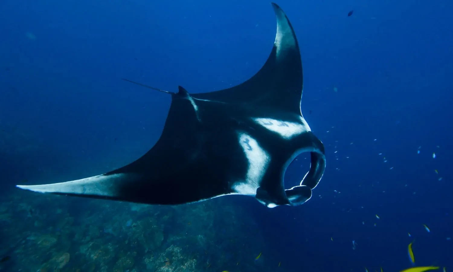 Manta ray, one of the main attractions of the Seaworld in Abu Dhabi.