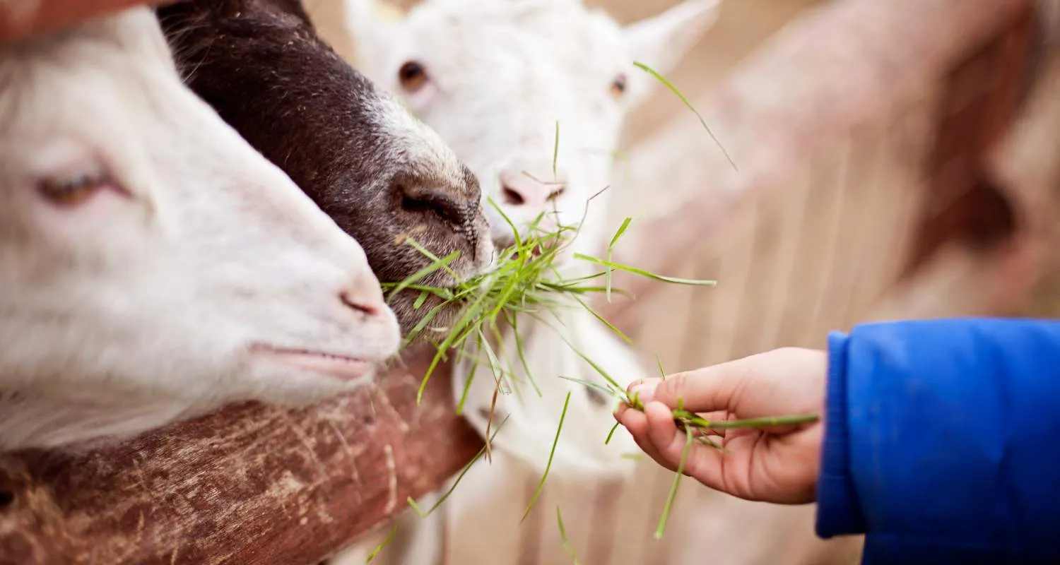 Child feeding goats at the Umm Al Emarat Park animal barn