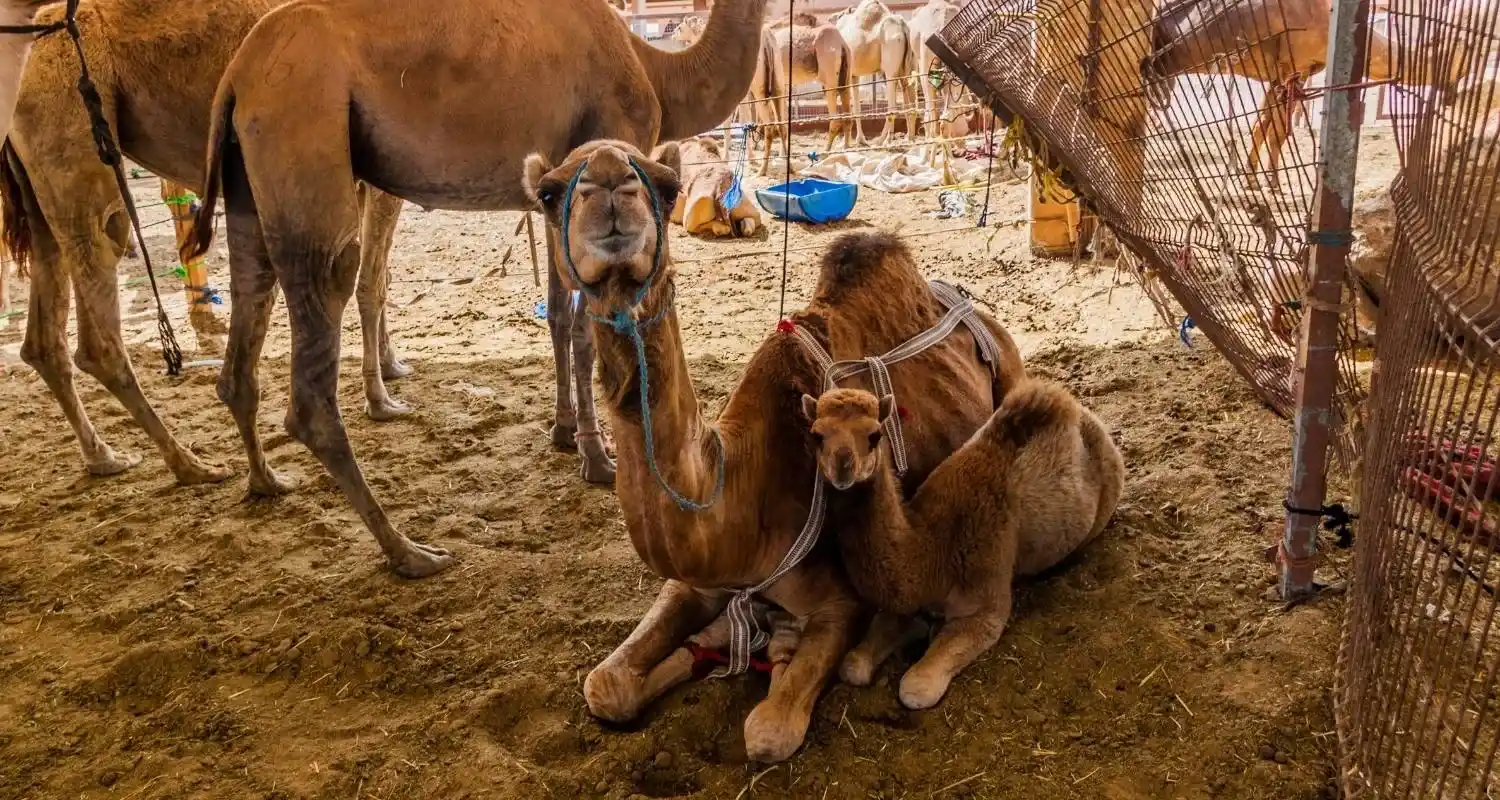 Camels tethered on the sand at the traditional Al Ain Camel Market
