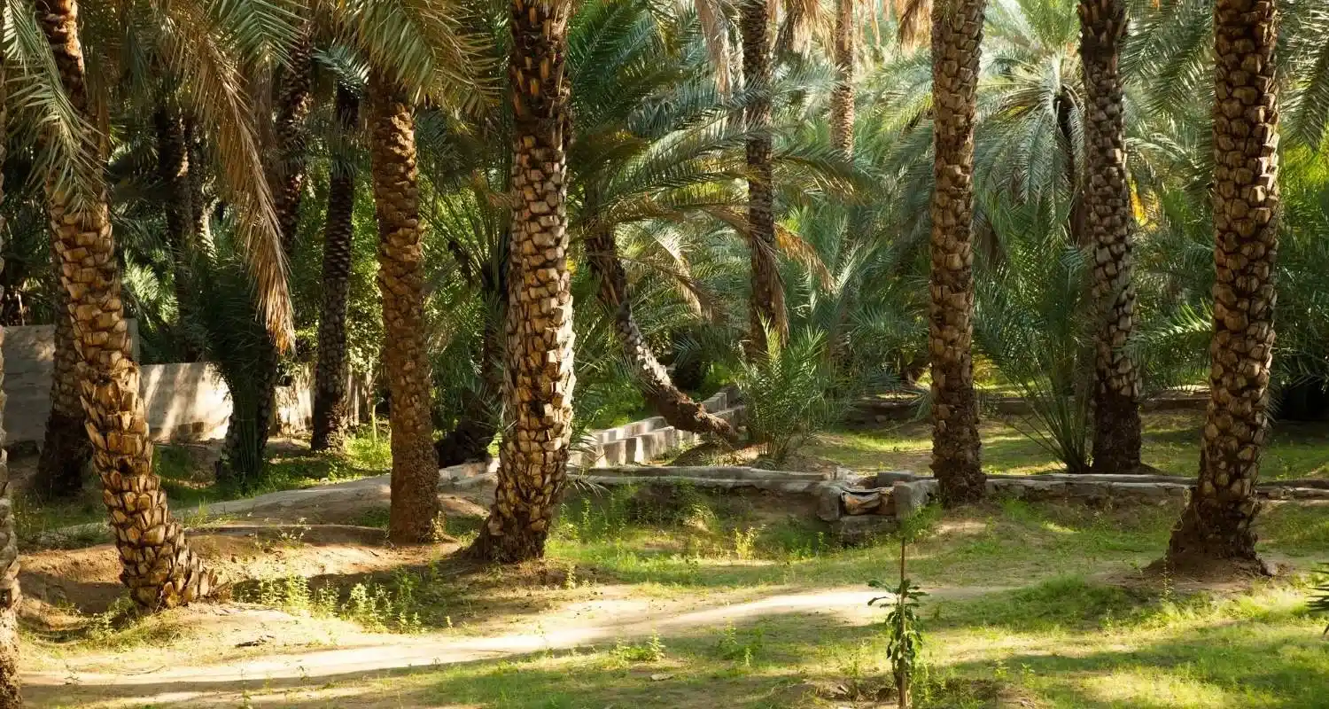 Towering date palms and grassy walking paths inside Al Ain Oasis