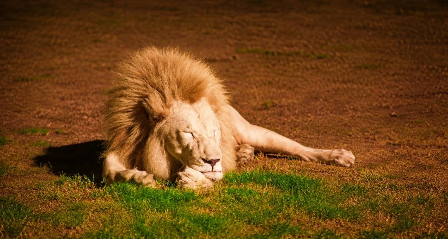 Male lion resting on the grass at Al Ain Zoo